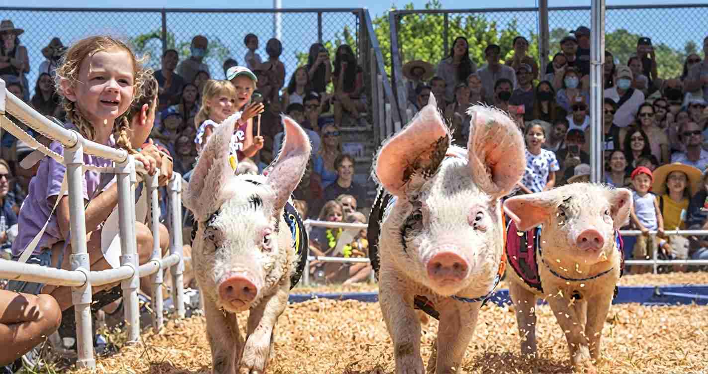 Three pigs wearing harnesses race toward the camera in a dirt pen as a crowd of spectators watches from behind a fence at an outdoor event.