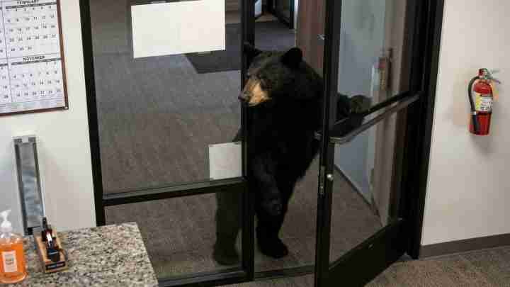 Black bear stands on hind legs at a glass office door, peering inside a corporate lobby with a calendar on the wall and a fire extinguisher nearby
