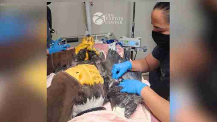 Veterinarian wearing blue gloves examines a large raptor on an examination table at a wildlife center (Royal Raptor Center logo visible).