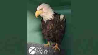 Adult bald eagle perched on a textured platform indoors, with Raptor Center logo in the bottom-left corner of the image.