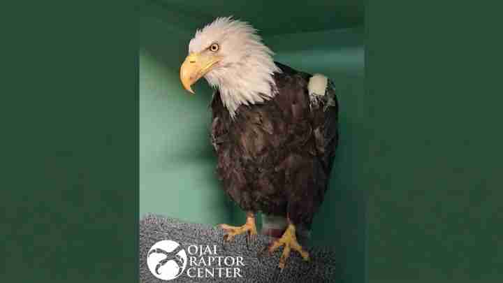 Bald eagle standing on a gray textured perch against a green background, with a Raptor Center logo in the bottom left.